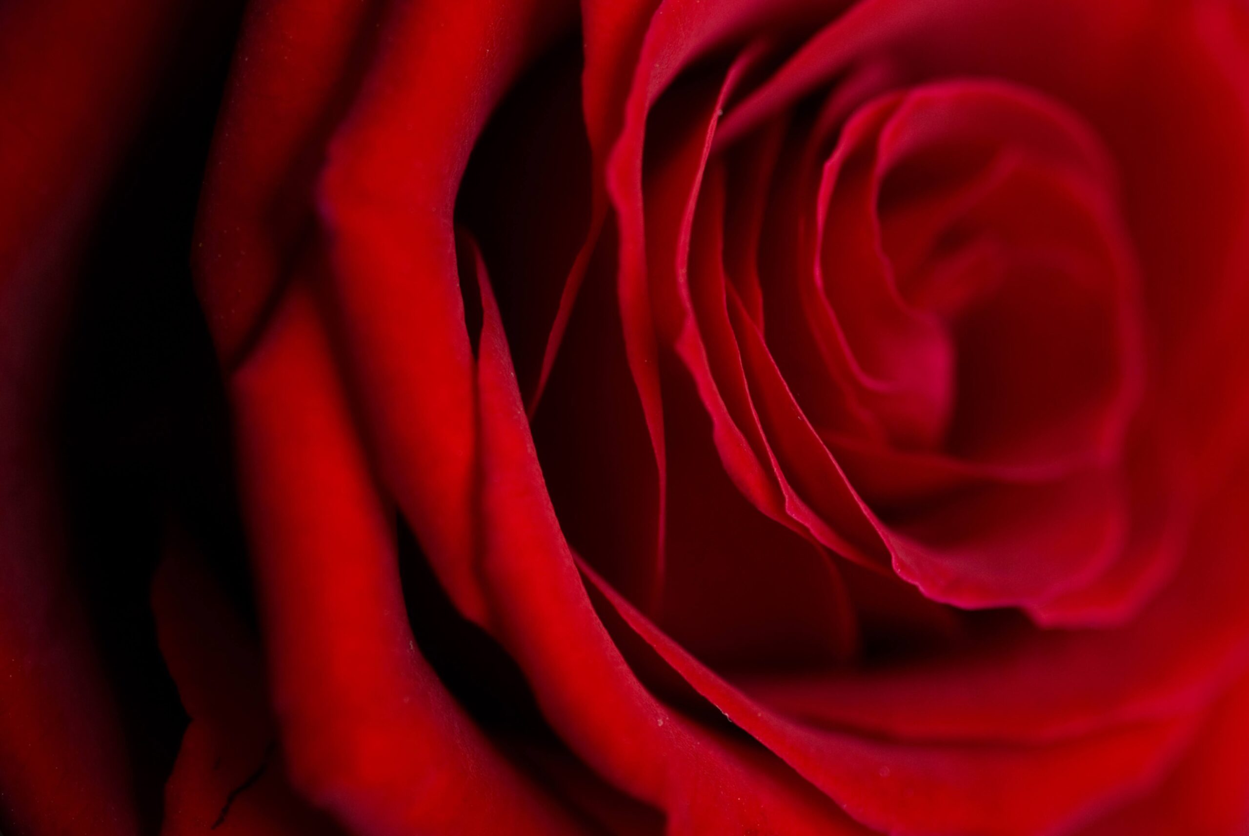 "Rose Uo blooming in a sunny garden"