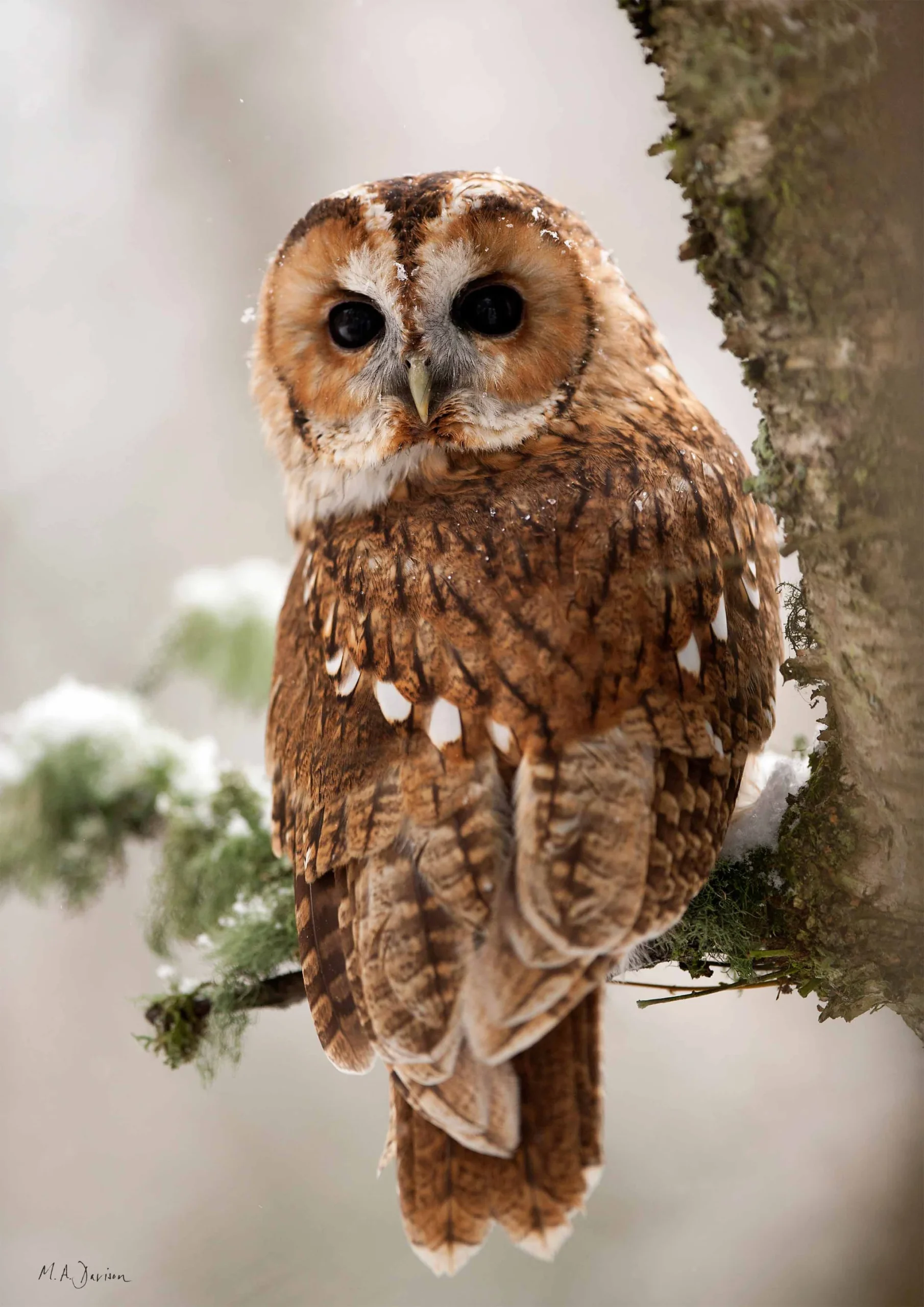Tawny Owl Converse: A Fun Look at These Feathered Friends